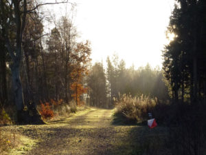 Morning light in Saltoun