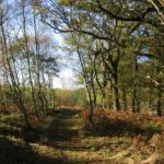 Saltoun Woods Saturday 24 November 2018 Saltoun Woods Saturday 24 November 2018