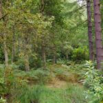 Binning Wood Saturday 30th March 2019 Binning Wood Saturday 30th March 2019
