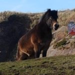 North Berwick Law Saturday 24th February 2018 North Berwick Law Saturday 24th February 2018