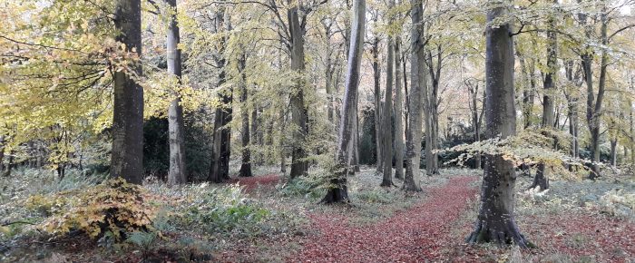 SoSOL: Duns Wood Sunday 24 November 2019 SoSOL: Duns Wood Sunday 24 November 2019