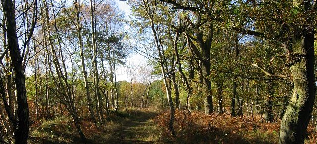 Saltoun Woods  Saturday 24 November 2018