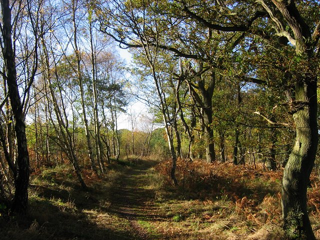 Saltoun Big Wood