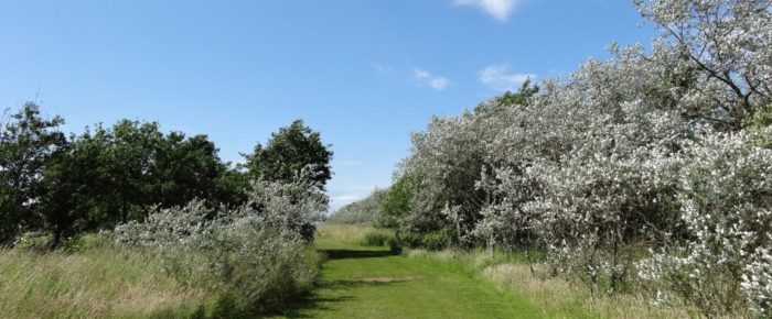 Festive Frolic: Levenhall Links  Tuesday 28 December 2021