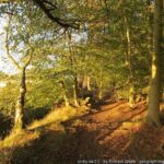 Butterdean Wood  Saturday 28th October 2023