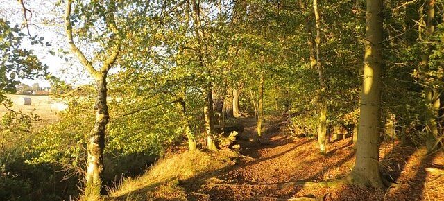 Butterdean Wood  Saturday 29 September 2018