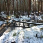 Festive Frolic: John Muir Country Park Saturday 28 December 2019 Festive Frolic: John Muir Country Park Saturday 28 December 2019