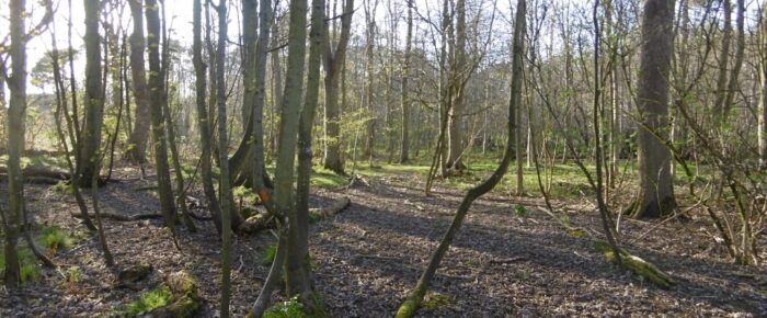 Lochend Woods, Dunbar  Saturday 27 October 2018