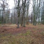 Binning Wood Saturday 27th March 2021 Binning Wood Saturday 27th March 2021