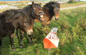 Ponies at O site