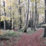 SoSOL: Duns Wood Sunday 24 November 2019 SoSOL: Duns Wood Sunday 24 November 2019