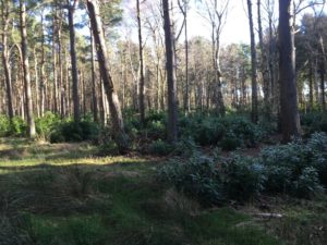 Rhododendron regrowth