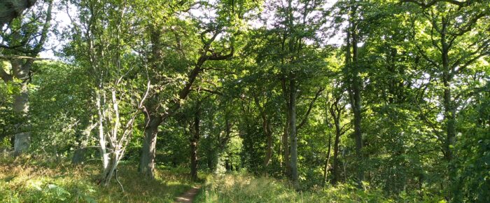 Saltoun Big Wood Saturday 26 September 2020 Saltoun Big Wood Saturday 26 September 2020