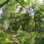 Saltoun Big Wood Saturday 26 September 2020 Saltoun Big Wood Saturday 26 September 2020