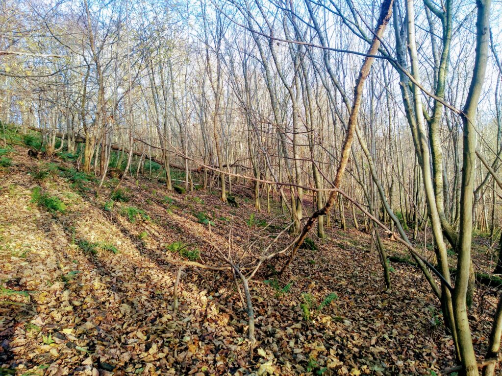 Vogrie - Open Woodland on steep slopes