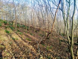 Vogrie - Open Woodland on steep slopes