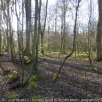 Lochend Woods  27 April 2024