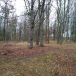 Binning Wood  Saturday 24th February 2024