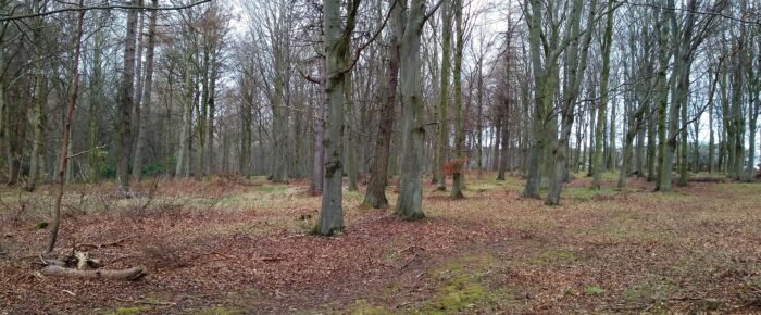 Binning Wood  Saturday 24th February 2024